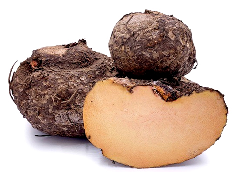 Elephant Foot Yam Exporters In India